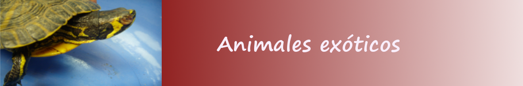 Animales exóticos